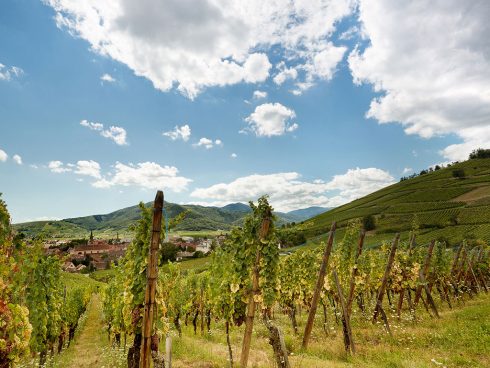 Route des vins en alsace